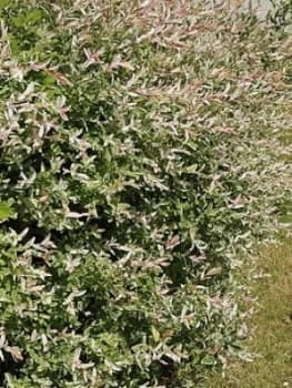 Image of Salix Integra Hakuro Nishiki 1.5L