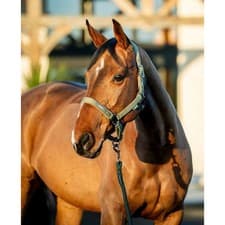 Image of Amigo Headcollar & Leadrope Set