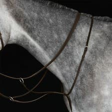 Image of Collegiate Running Martingale