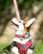 Image of Hugo & Hudson London | Dog Collars, Harnesses & Leads | All Styles & Sizes New