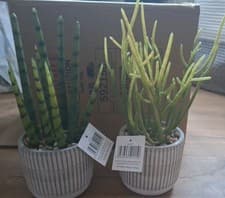 Image of Gallery Direct Succulents Pack of 2 Indoor Plant Pots H28cm,W10cm real looking