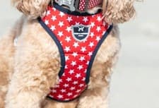 Image of Hugo Hudson Red Stars Dog Harness - Medium
