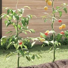 Image of 5x 20x 50x Spiral Plant Support Metal Garden Planting Climbing Flowers Stem Prop