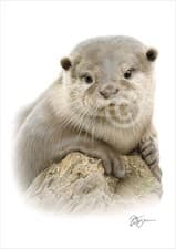Image of OTTER colour pencil drawing print A4 / A3 signed by UK artist wildlife art