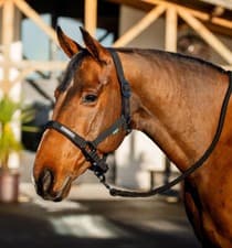 Image of Horseware Amigo Headcollar & Leadrope Set Fleece Lined Padded Adjustable P/C/F