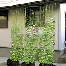 Image of Vegetable Garden Trellis Netting for Climbing Plants Strong Polyethylene Mesh
