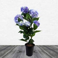 Image of Artificial Hydrangea Flowering Plant Blue
