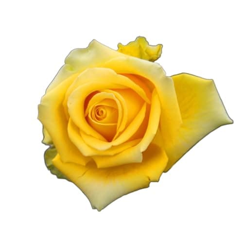 Image of Bush Rose Plants, Floribunda 'Arthur Bell', 1 x Bare Root, Rose Bush, Garden Flowers, Roses, Garden Ready and Ready to Plant, Premium Quality Roses