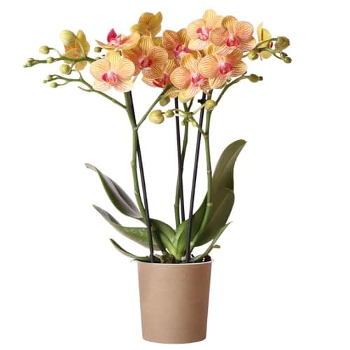 Image of Orchid Phalaenopsis Jamaica - Moth Orchid House Plant - Real Indoor Plants for Living Room, Bedroom, Office - Indoor Plant for Home Decor (9cm Pot, 30-40cm)