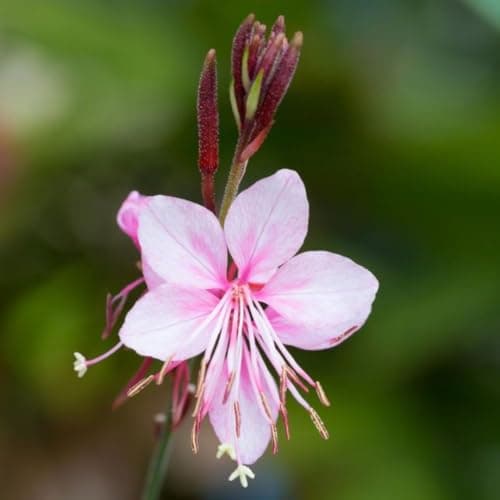 Image of Gaura lindheimeri 'Siskiyou Pink' - Rosy-Pink Butterfly-Like Flowers, Drought-Tolerant, Long Blooming Perennial for Mediterranean and Cottage Gardens, 1x 1 Litre Pot by Thompson and Morgan