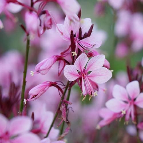 Image of Gaura 'Baby Butterfly Dark Pink' - Compact Hardy Perennial for Patio Pots and Borders 9cm Pot x 2 by Thompson and Morgan