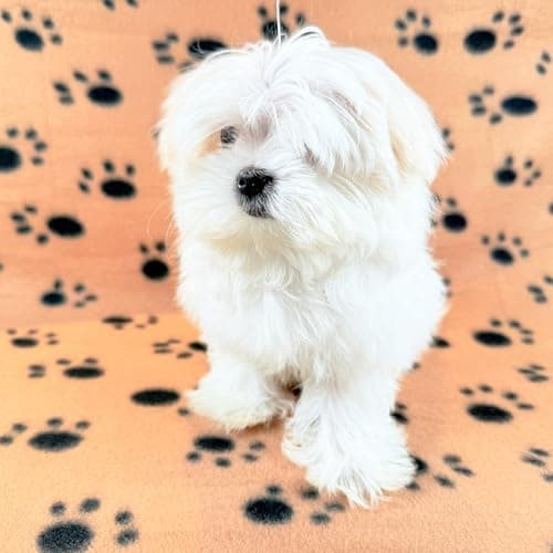 Image of TBK Pets Double-Sided Fleece Pet Blanket, Soft Snuggle Blanket for Dogs and Cats, Machine Washable (1 Brown, 28x24/70x60cm)