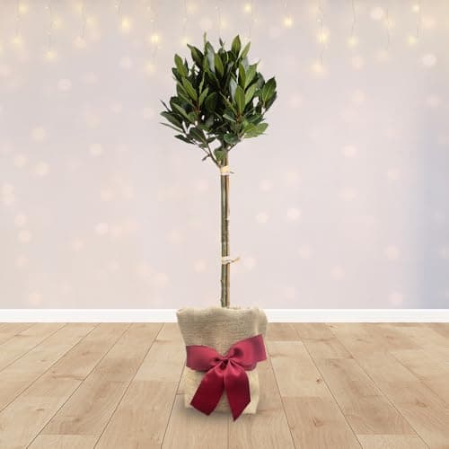Image of YouGarden Standard Bay Tree in Gift Wrap, 70-80cm Evergreen Kitchen Herb, Ready To Plant, Festive Garden Gift