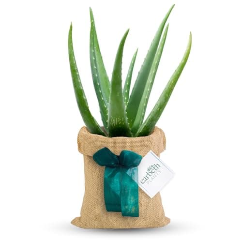 Image of Carbeth Plants Aloe Vera Indoor Plant Gift Wrapped - Personailsed Message - Present Idea for Women, Men Friends and Loved Ones - Air Purifying Easy to Care
