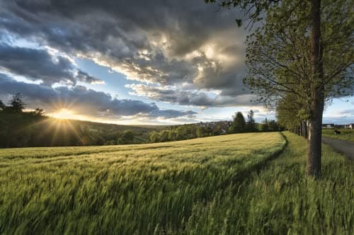 Image of Sunset Meadow Grass Field V001 Wall Art Wall Mural Wallpaper fit with Standard Wall Paper Paste 300cm Wide x 240cm deep