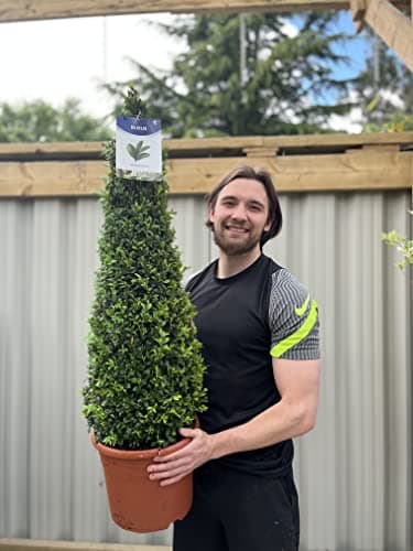 Image of Buxus Topiary Cone/Pyramid | 1m
