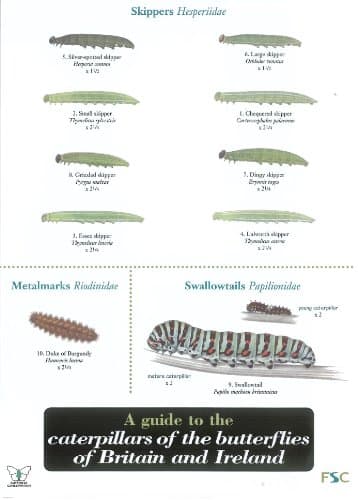 Image of A Guide to Caterpillars of the Butterflies of Britain and Ireland