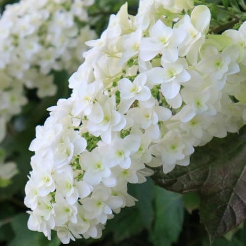 Image of Hydrangea Quercifolia 'Snow Queen' – Beautiful Oakleaf Hydrangea with Large White Flower Heads and Vibrant Red Autumn Foliage – Ideal for Garden Borders – 1x 9cm Pots by Thompson and Morgan