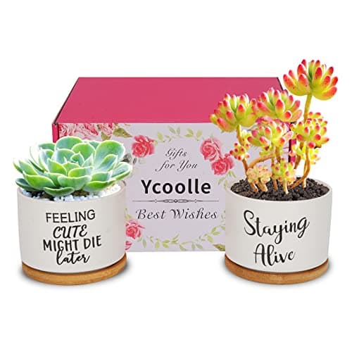 Image of Ompinda Funny Succulent Plant Pot 3.15 Inch Set of 2 Cute Ceramic Planter Set Garden Succulent Pot with Bamboo Tray Birthday Gifts for Mom, Sister or Friends (Plants Not Included) (Style 1)