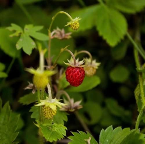Image of Fragaria vesca Vesca Wild Strawberry Plant 3 Plug Plant