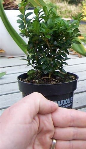 Image of 20 x 9 cm pots Buxus sempervirens Box Hedging Garden Hedge Plants - Sent in pots