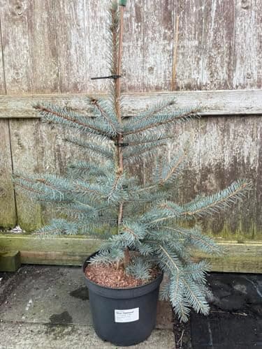 Image of Picea pungens 'Blue Diamond' Tree | Blue Colorado Spruce | 7L UK Grown