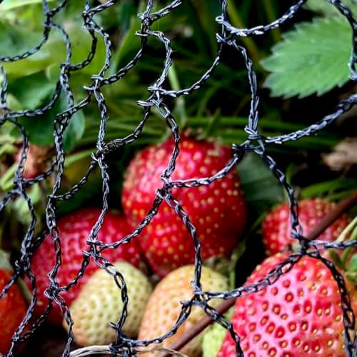 Image of Elixir Gardens Anti Bird Netting 1m 2m 4m 6m 8m 10m 12m 14m 20m Net Fruit Pond Koi Fish | 4m x 5m | Cage, Vegetable Patch | 2m - 100m Lengths Available | Seagull, Pigeon, Magpie Deterrent