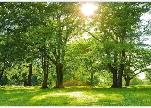 Image of Photo Wallpaper Green Tree 3D Effect Spring Landscape Wall Mural Decoration Poster Picture Modern Design 350x256 cm Murals Wall Art for Living Room Bedroom Kitchen a.9269