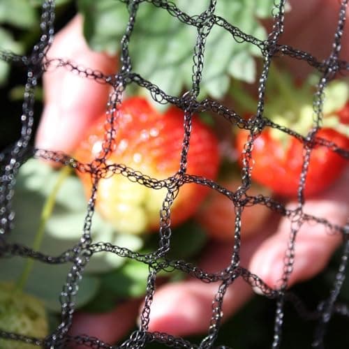 Image of Oakland Gardens Anti Bird Netting 2m 4m 6m 8m 10m 12m Net Fruit Pond Garden Bird Flu Protection (2meter x 5m Netting)