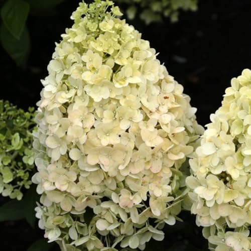 Image of Hydrangea paniculata Magical Matterhorn 3 Litre Pot - Stunning Snowy Panicles for Compact Gardens and Patios - Long Flowering Season - Easy Care - Thompson & Morgan