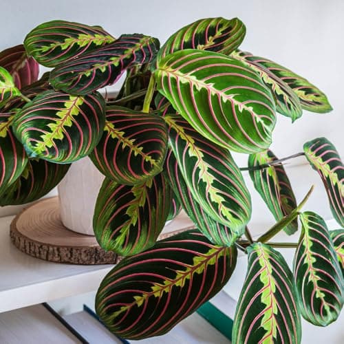Image of YouGarden Prayer Plant 'Maranta Tricolour', Established Houseplant in 12cm Pot, Ready to Plant and Display