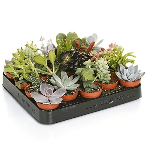 Image of Carbeth Plants Indoor Succulent Plants Mix - 10 Small Units in 5.5cm Pots - Real Live Succulent Plants - Perfect for Home, Office & Gifting