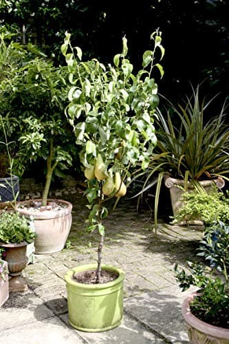 Image of Pear Fruit Tree Standard Patio Hardy Garden Plant 'Conference' 5L Potted Fruit Plants by Suttons