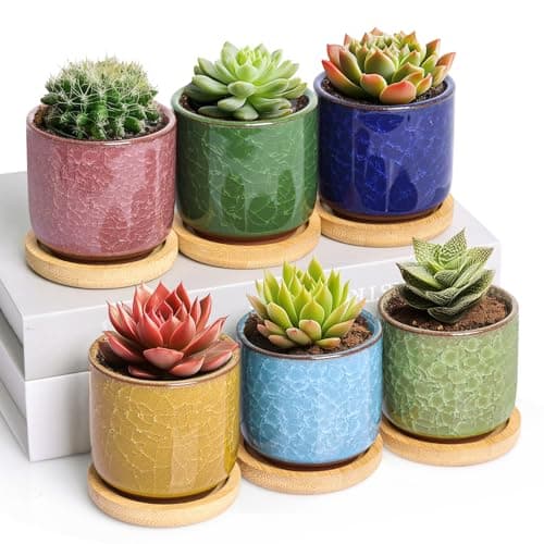 Image of T4U 6cm Succulent Plant Pot Set of 6, Ceramic Cactus Plants Pot with Tray for Cactus, Ice Crack Serial Small Plant Pots for Garden Gifts, Mini Colourful Planter Decoration for Indoor Outdoor Plants