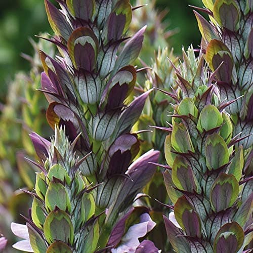 Image of Acanthus Hardy Herbaceous Perennial, Cottage Garden, Wildlife Garden, Cut Flower Garden, 1 x 9cm Acanthus Mollis Hardy Herbaceous Potted Shrub by Thompson and Morgan