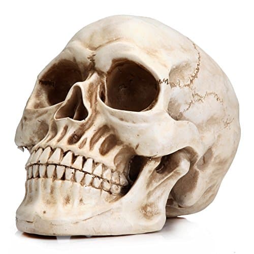 Image of READAEER Life Size Skeleton Replica Realistic Human Skull Head Bone Model (Normal)