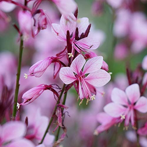 Image of Gaura ‘Baby Butterfly Dark Pink’, Hardy Perennial in 9cm Pot x 1 –by Thompson and Morgan (1)