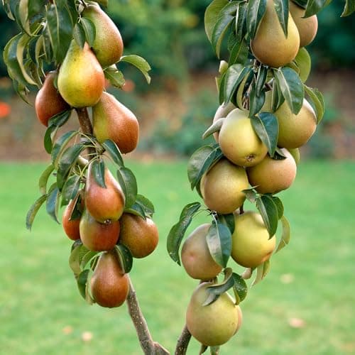 Image of You Garden - Pear Patio Duo Fruit Tree - Conference Pears and Concorde Pears on One Bare Root Tree - Duo Pear Tree for Gardens and Patios - Fruit Trees for The Garden UK