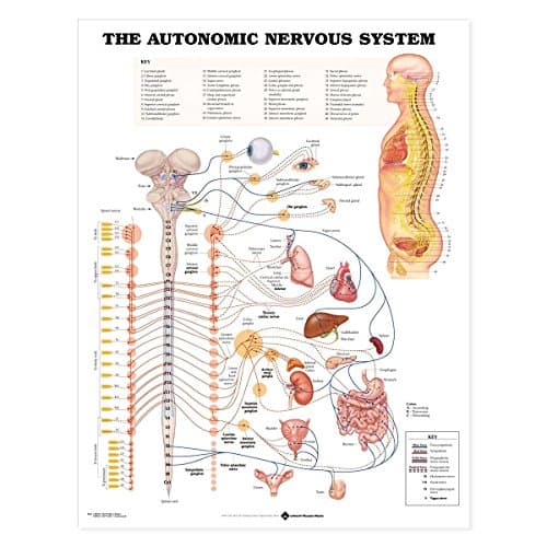 Image of Autonomic Nervous System Chart