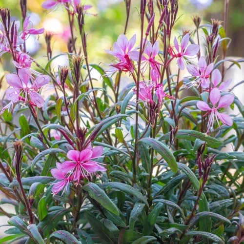 Image of Gaura lindheimeri 'Crimson Butterflies' - Compact Perennial with Deep Pink Flowers & Dark Red Foliage, Long Blooming, Drought-Tolerant, Ideal for Borders 1 Litre Pot x 1 by Thompson and Morgan