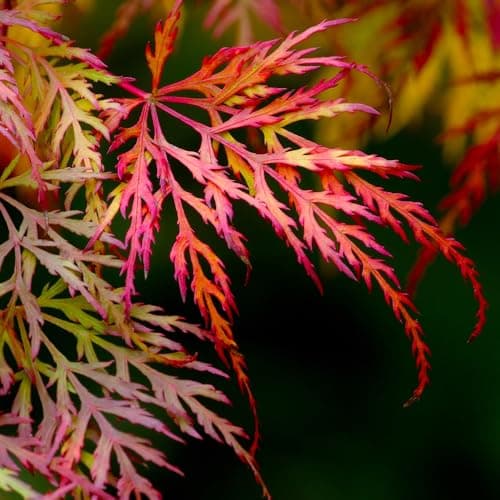 Image of Acer Palmatum Dissectum Japanese Maple Ornamental Tree with Lacy Green Foliage and Stunning Autumn Colors 1X 3 Litre Pot by Thompson and Morgan