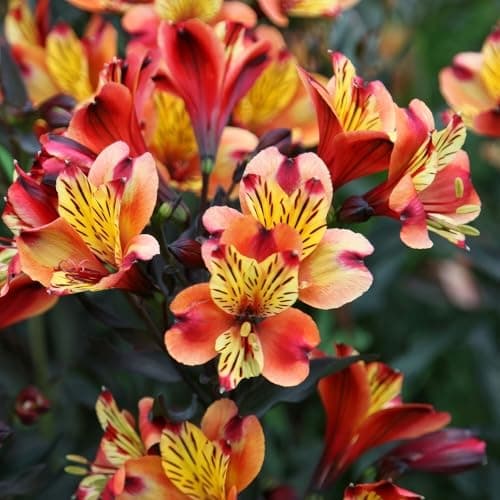 Image of Plant Theory Indian Summer Peruvian Lily Perennials Outdoor Flowering Plants Alstroemeria in Orange 2L Pot