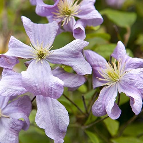 Image of Clematis Prince Charles | Hardy Deciduous Climbing Garden Plant (70-80cm Incl. Pot)