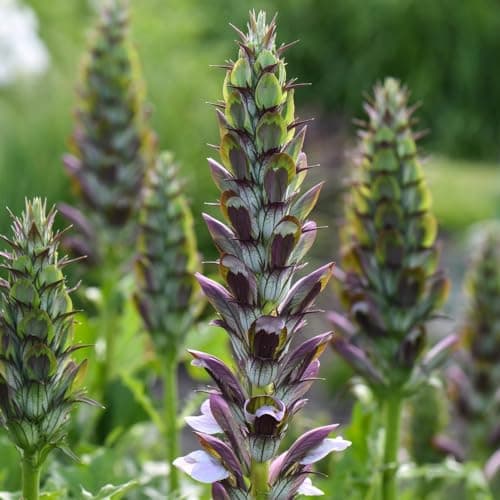 Image of Acanthus Mollis - Majestic Specimen Plant with White Spikes, Hardy Perennial, Glossy Foliage, 2X 9cm Potted Plant by Thompson & Morgan