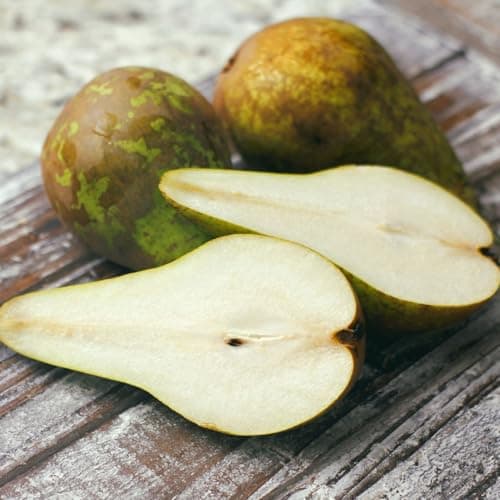 Image of Pear Pyrus Conference Classic Dessert and Cooking Fruit Tree Long Bell Shaped Juicy Flavoured Late Season Crop Stores Well Hardy Garden Patio 2X 5 Litre Pots by Thompson and Morgan