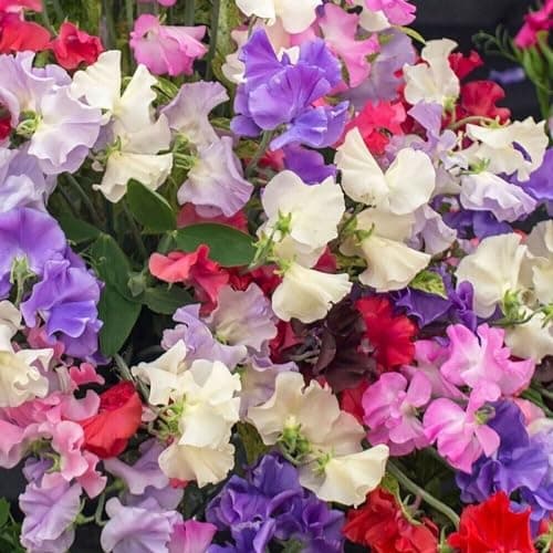 Image of Sweet Pea Mammoth Mix |12 Plug Plants | Lathyrus odoratus