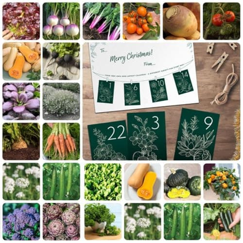 Image of Vegetable Seed Advent Calendar Gift – 24 Hand-Selected Veg Varieties for Garden Lovers – Fun Pre-Christmas Gardening Activity – Grow Your Own Vegetables by Suttons