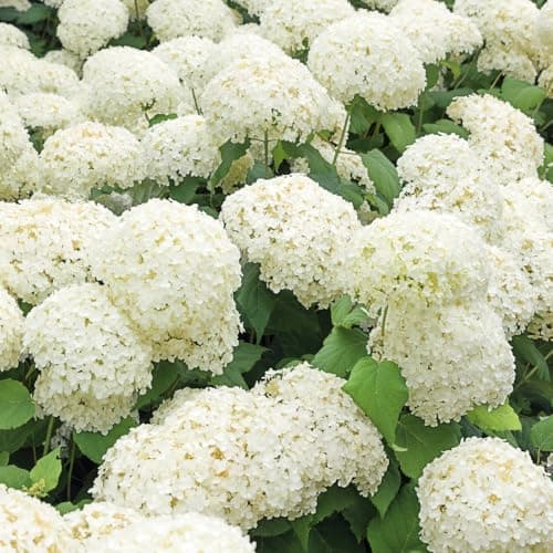 Image of Elixir Gardens 1 x Hydrangea Annabelle (3L Pot) | Fully Established Hardy Evergreen Flowering Shrubs & Bushes for Borders, Patios & Planters | Rhododendron, Viburnum, Nandina & More