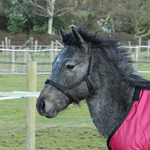 Image of Rhinegold Field Safe Foal Headcollar-Black