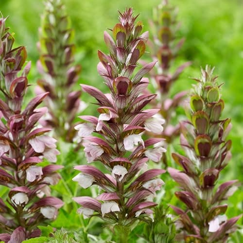 Image of Acanthus White Lips - Hardy Outdoor Flowering Perennial Plant for Gardens and Patios - Vibrant Blooms in Pot (9cm Pot, 10-20cm)